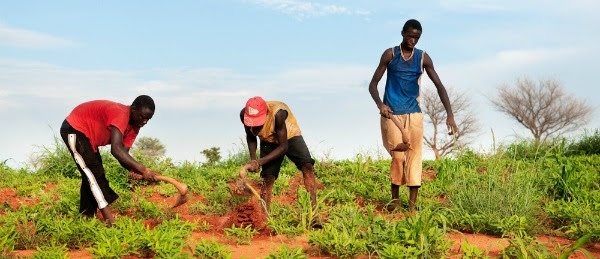 Boys weed a field of bambara nut close to Segou, Mali on August 25 2011.