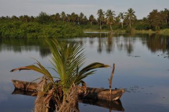 Houndjohoundji-350x232